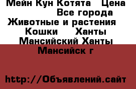 Мейн Кун Котята › Цена ­ 15 000 - Все города Животные и растения » Кошки   . Ханты-Мансийский,Ханты-Мансийск г.